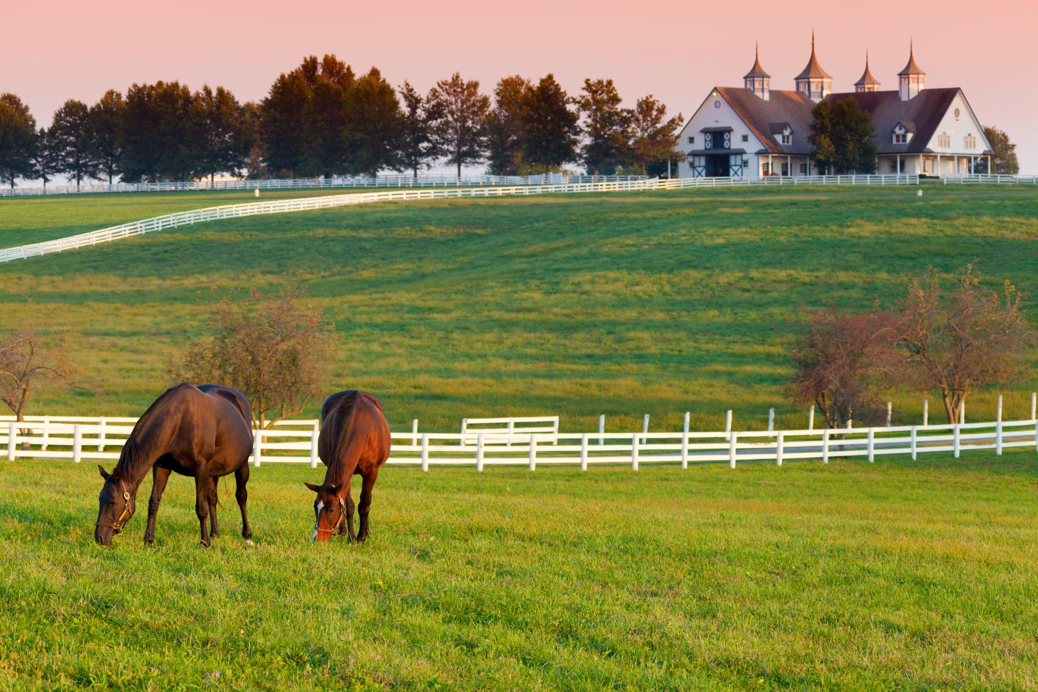 horses