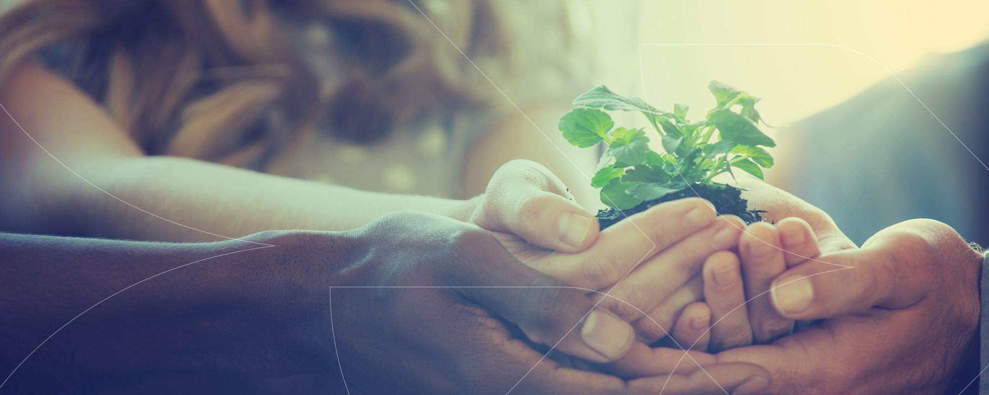 plant in hand