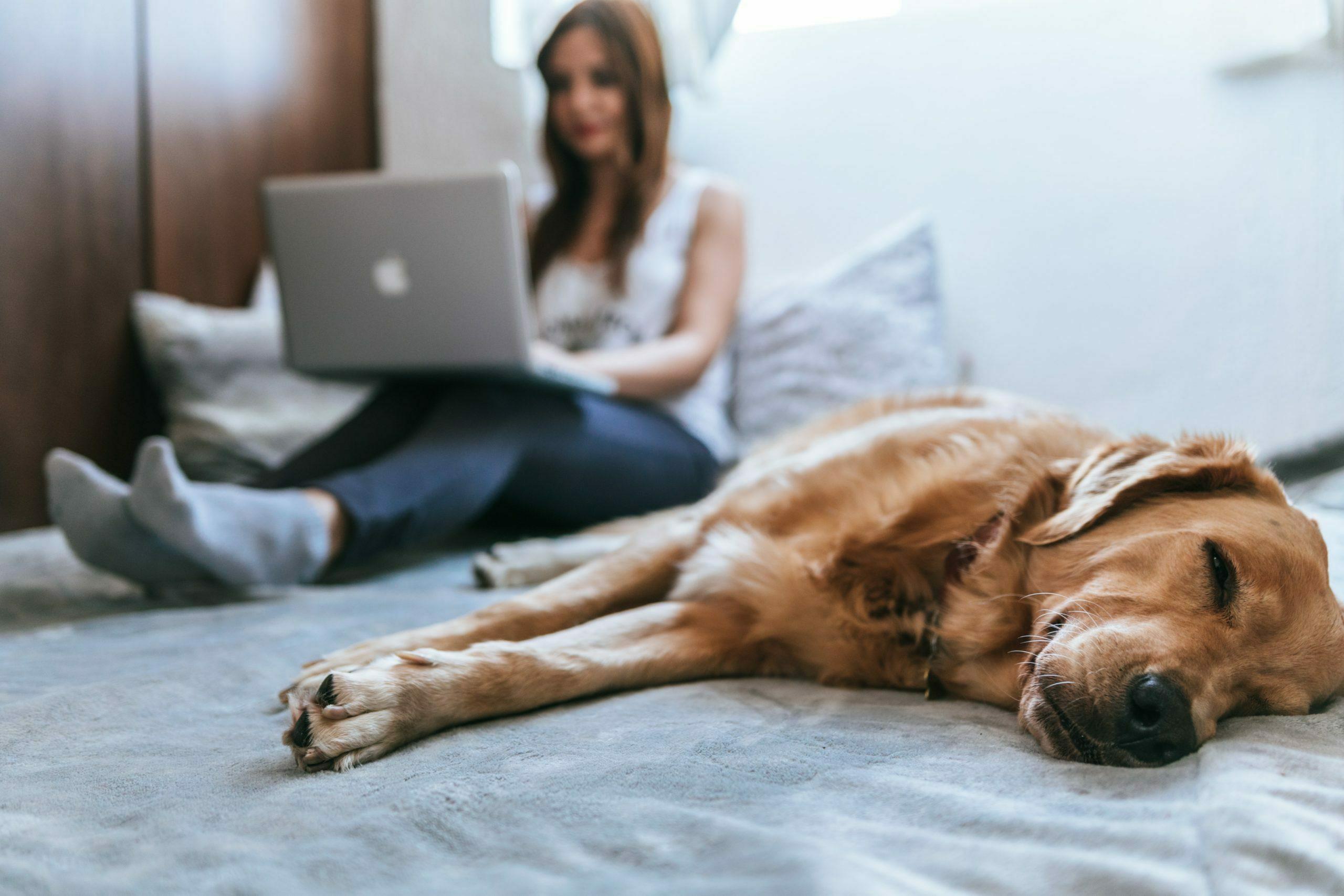 Dog sleeping