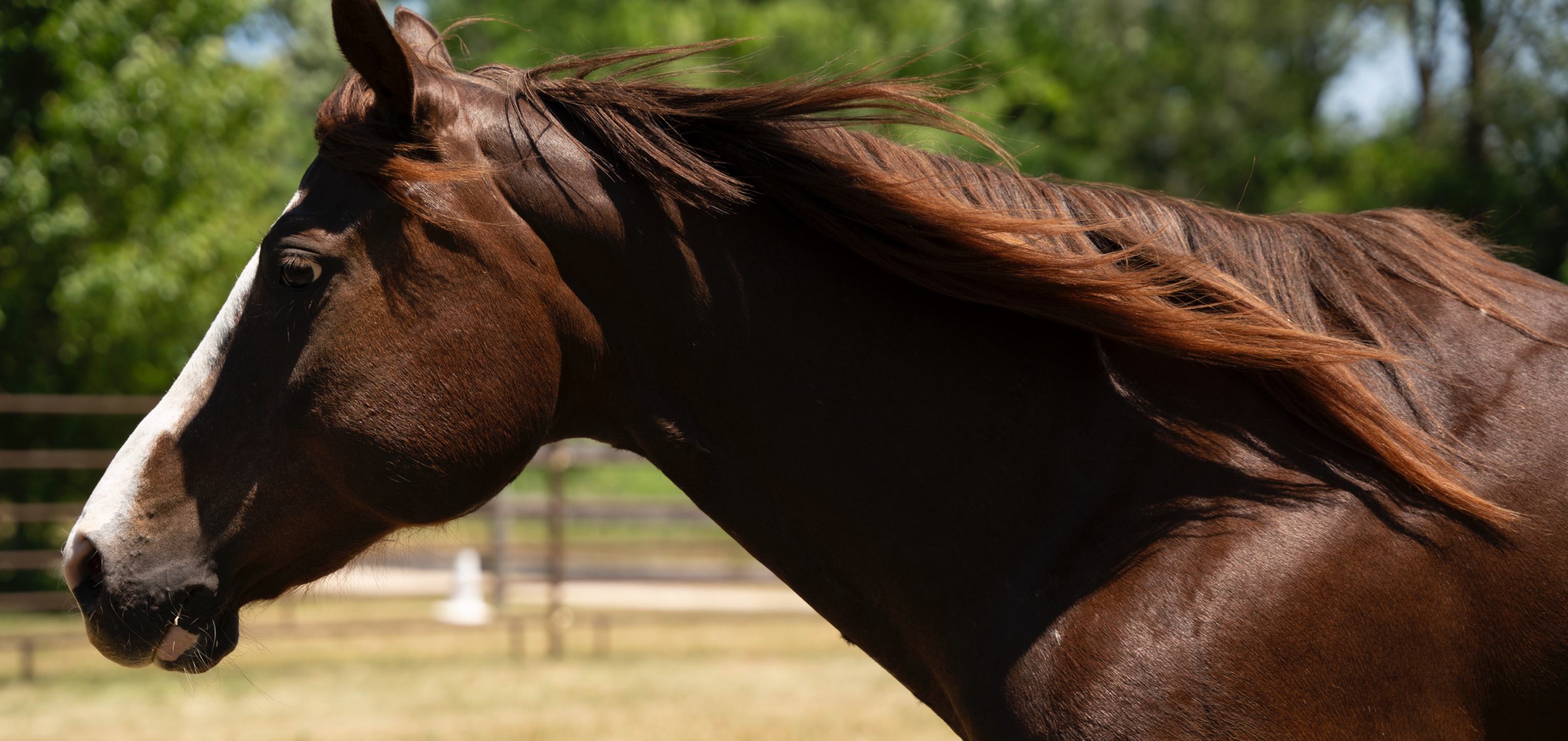 horse